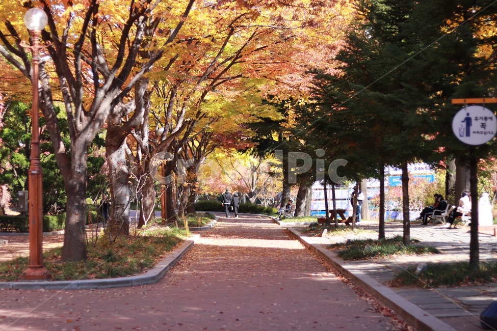 가을,낙엽,노란색,나무,단풍,가을,계절,fall,autumn,season,사람들,대중,군중,other people,crowd,tree,plant,식물,tree trunk,나무 줄기