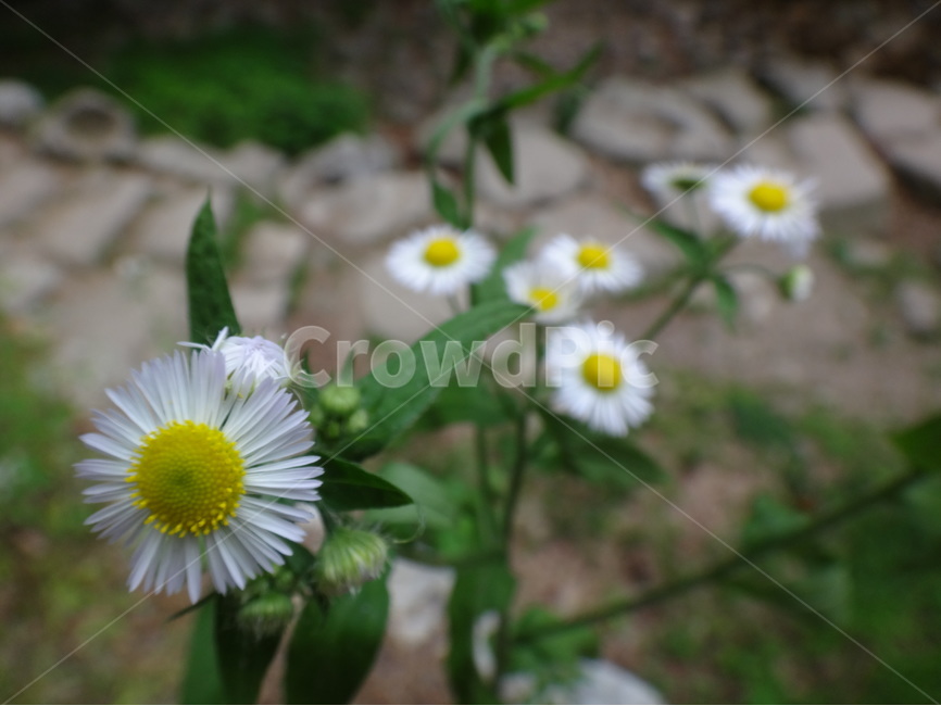 꽃,하얀,자연,식물,초록,식물,자연,plants,nature,꽃,flower