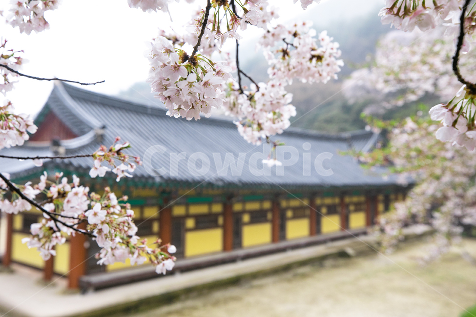 구레화엄사,화엄사,구레화엄사벚꽃,화엄사벚꽃,벚꽃,한국전통,한국문화,korean traditional,korean culture,식물,자연,plants,nature,꽃,flower
