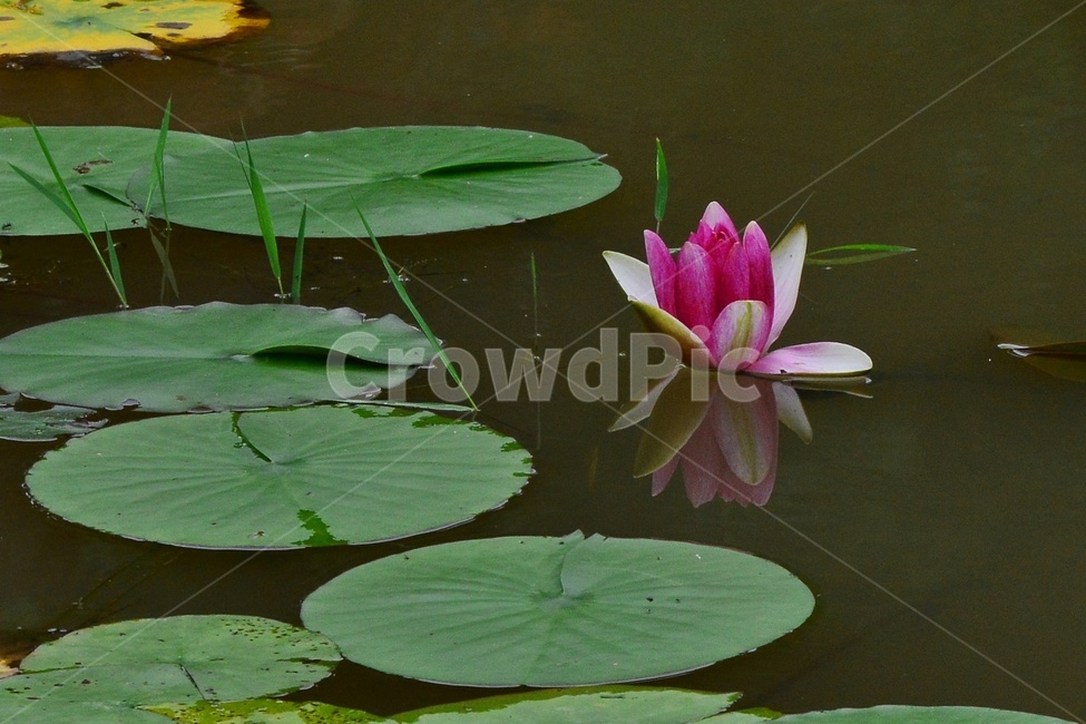 leaf,잎,plant,식물,blossom,flower,꽃,수련,연꽃,물,홍연,연잎,반영