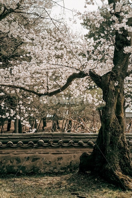 봄,꽃,벚꽃,식물,자연,spring,flower,cherryblossom,plant,nature,봄,계절,spring,season,한국전통,한국문화,korean traditional,korean culture,감성,sensible,feeling,건축물,건물외관,exterior,building,structure,architecture,construction,tree,나무