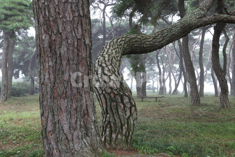 소나무,안개,산,경치,운치