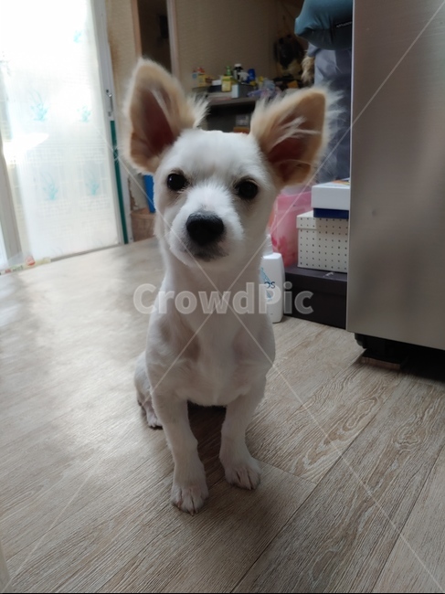 강아지,애완동물,귀여운강아지,멍멍이,동물,동물,animal,포유류,mammal,개,강아지,dog,doggy