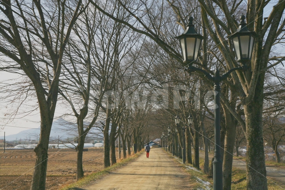 담양,메타프로방스,가로수,가로등,겨울,자연,풍경,nature,landscape,겨울,계절,winter,season,감성,sensible,feeling