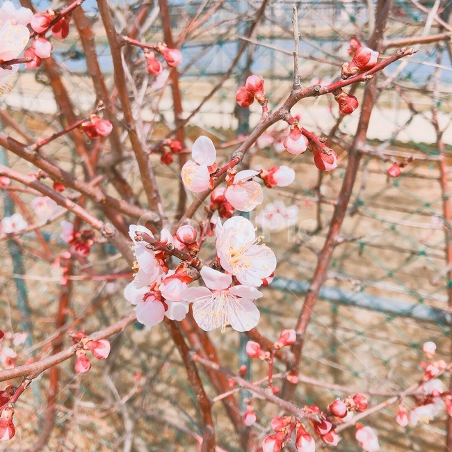벚꽃잎,벚꽃가지,쨍한핑크,4월,꽃,벚꽃