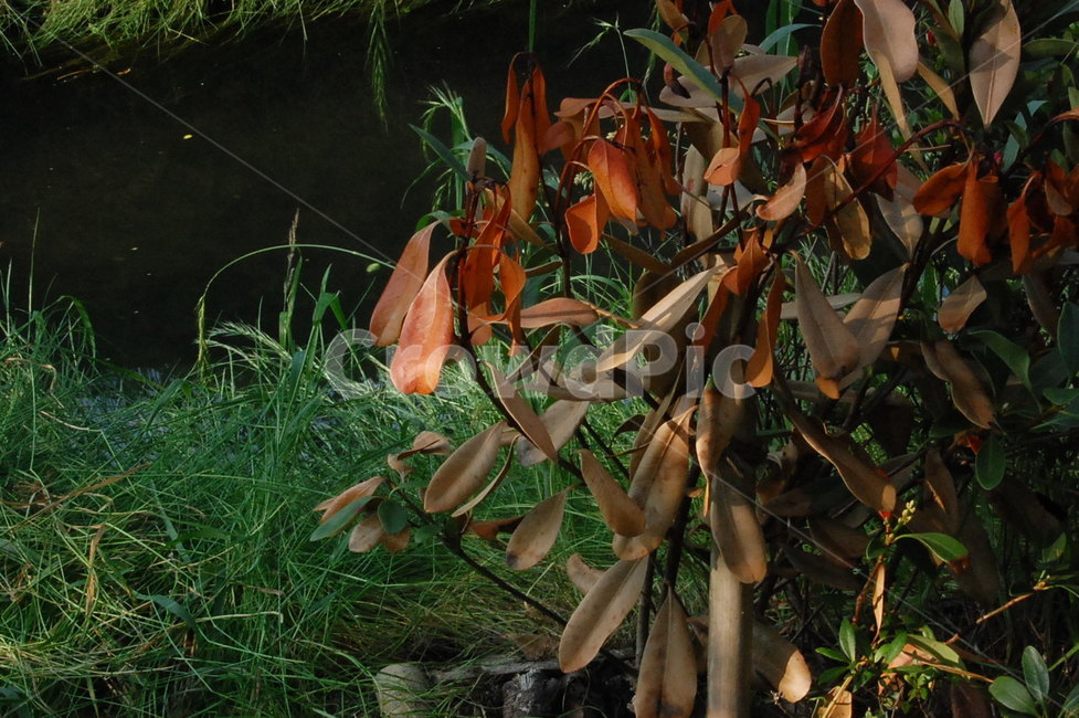 plant,식물,leaf,잎,자연