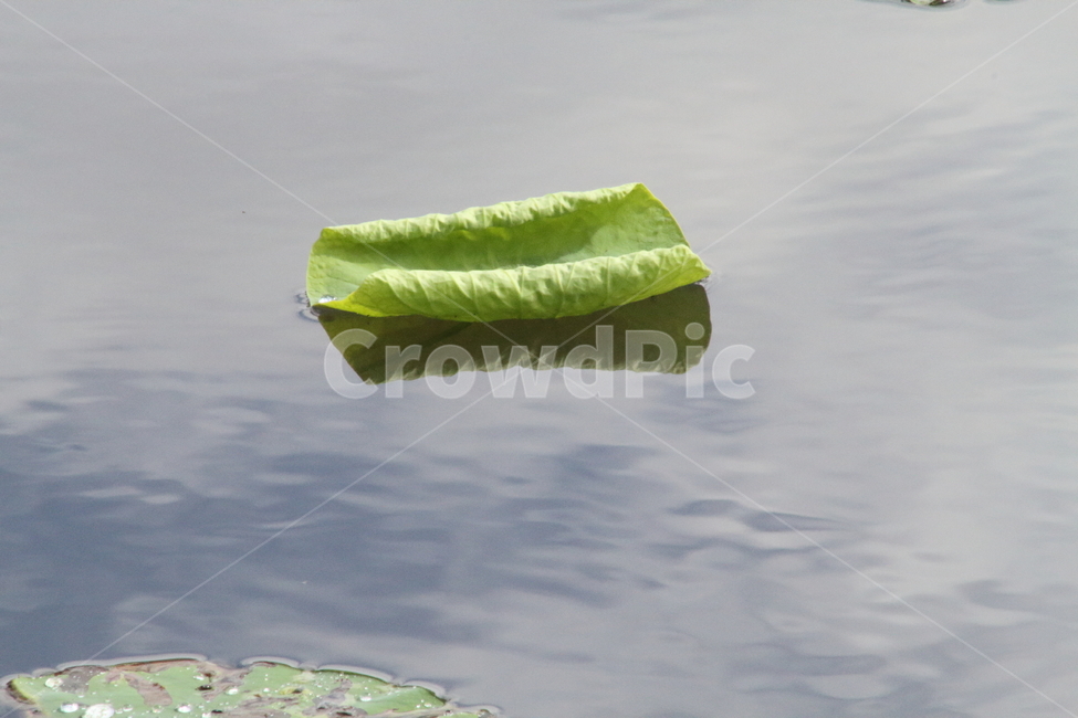 연,연잎,잎,식물,leaf,식물,자연,plants,nature