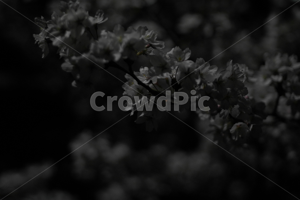 야경,밤,꽃,벚꽃,감성,어둠,봄,계절,spring,season,식물,자연,plants,nature,꽃,flower,plant