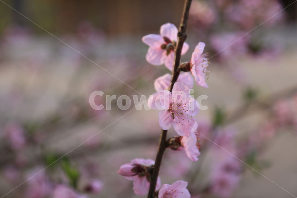 수덕사,수덕여관,이응로,복사꽃,연분홍복사꽃,사찰여행,꽃,봄,계절,spring,season,식물,자연,plants,nature,꽃,flower,plant,blossom