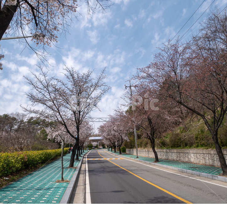 맑은날씨,도로,벚꽃,나무,4월