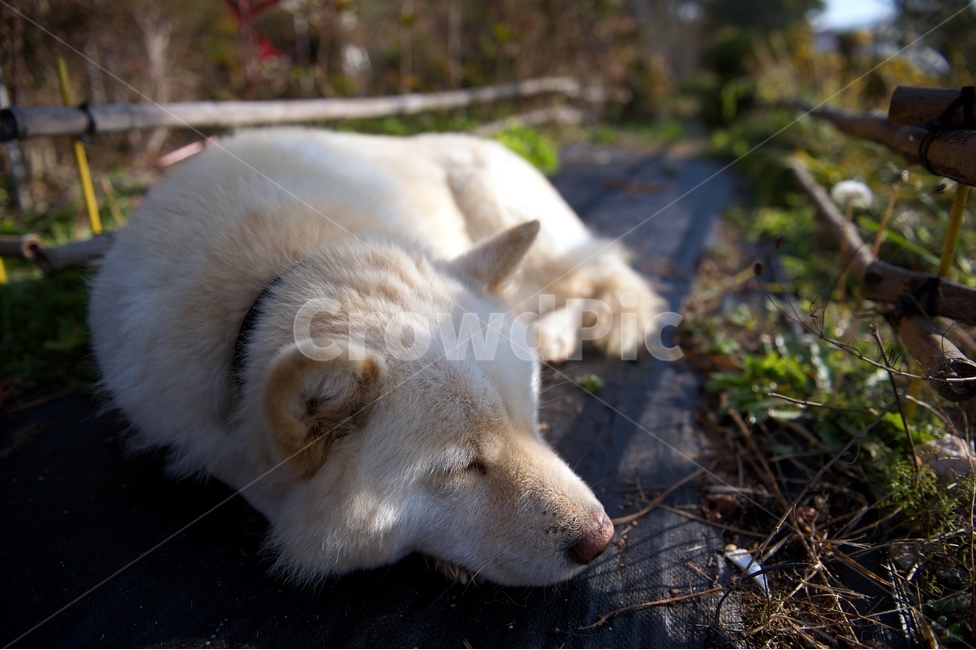 white dog,large dog,Baekgu,puppy,mammal,country dog,animal,doggy,dog,Dog,pet dog,mammalia,pet