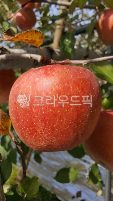 Autumn,apples,Yangpyeong,apple trees,clusters