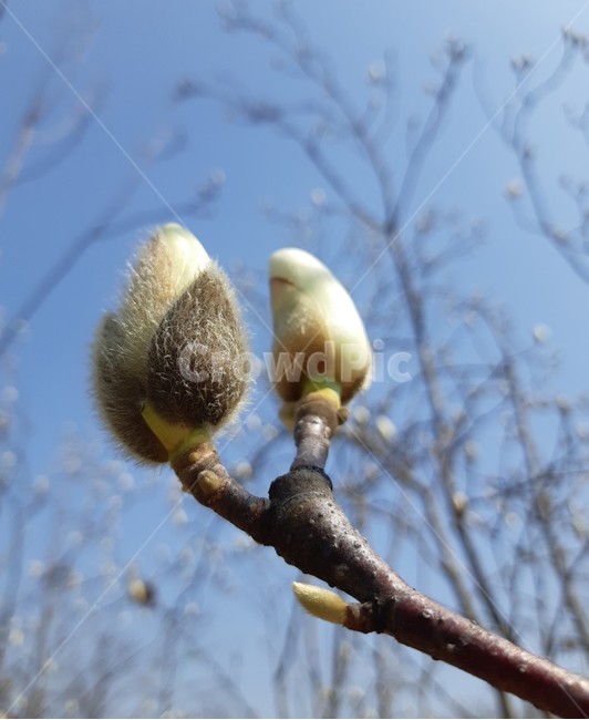목련,목련봉오리,봄꽃,꽃봉오리,푸른하늘과꽃,식물,자연,plants,nature,꽃,flower