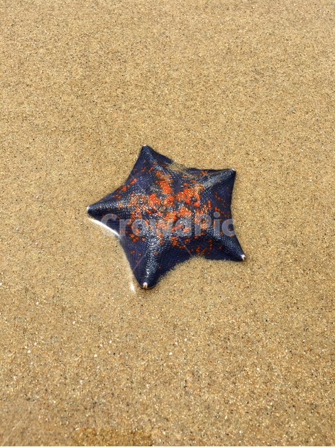 불가사리,해물,starfish,모래,sand,바다,sea,seafood