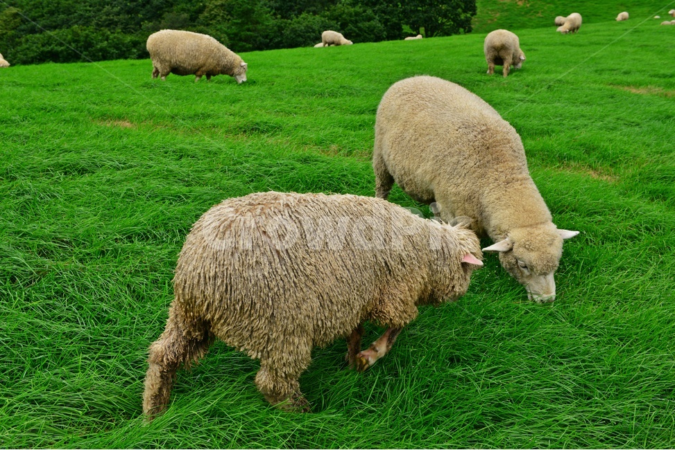 강원도,평창,대관령,양떼목장,field,들,outdoors,옥외,grassland,animal,동물,sheep,양,mammal,포유류,nature,자연,rural,농촌,farm,pasture,목장,ranch,농장,grazing,방목,meadow,목초지,경치,경관,풍경,동물,animal,포유류,mammal,목축업,목장,livestock farming,ranching,pasture