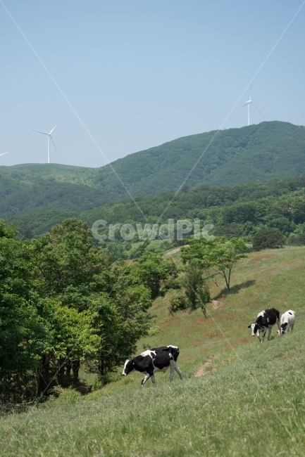 목장,젖소,동물,우유,farm,milkcow,animals,milk,동물,animal,포유류,mammal,산업,industry,industrial,목축업,목장,livestock farming,ranching,pasture