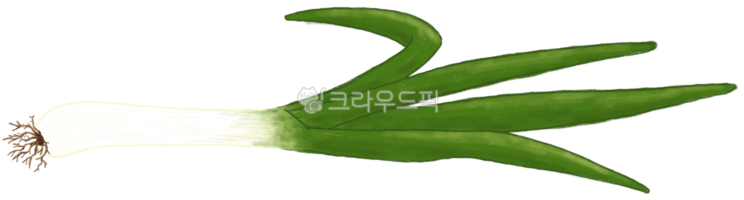 대파, 파, 식재료, 야채, 채소, 사진,이미지,일러스트,캘리그라피 - 또람쥐작가