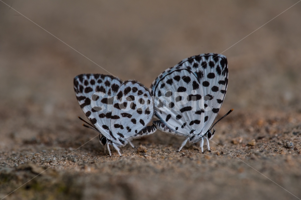 바둑돌부전나비,부전나비과,한국의나비,곤충,육식성나비,동물,animal,곤충,벌레,insect,bug