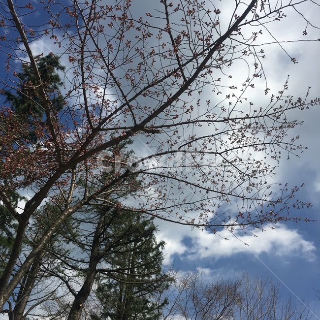 하늘,나무,낙엽,가을,나뭇잎,구름,맑음,풍경,자연,풍경,nature,landscape,tree,plant,식물