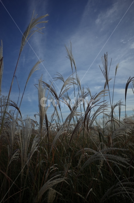 가을,하늘,억새,갈대,가을감성,가을,계절,fall,autumn,season,자연,풍경,nature,landscape,식물,plants,grass,잔디,plant,lawn