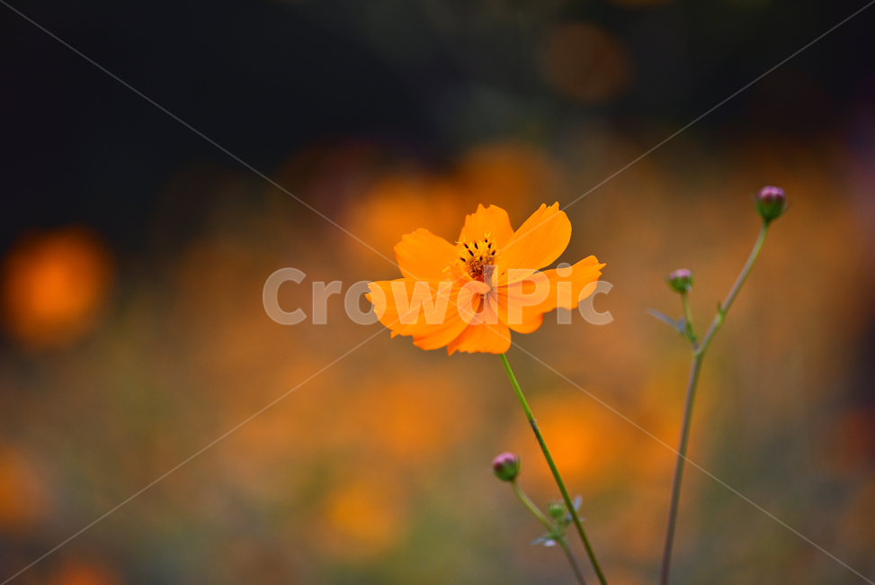 노랑코스모스,코스모스,꽃,가을꽃,꽃밭,야외,노랑색,가든,옥외,park,flowers,yellowcosmos,garden,background,blossom,yellow,올림픽공원,들꽃마루,outdoors,field,들,자연,nature,진노랑색꽃,가을배경,가을분위기,계절,시즌,season,식물,plant,배경,바탕,백그라운드,가을,계절,fall,autumn,season,식물,자연,plants,nature,꽃,flower,geranium,제라늄