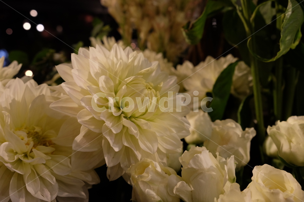 꽃,식물,flower,꽃잎,잎사귀,식물,자연,plants,nature,꽃,flower