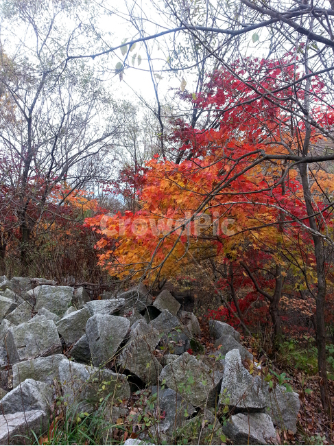 단풍,돌,나무,가을,낙엽,Koreafallfoliage,가을,계절,fall,autumn,season,자연,풍경,nature,landscape,leaf,잎,plant,식물,tree,maple