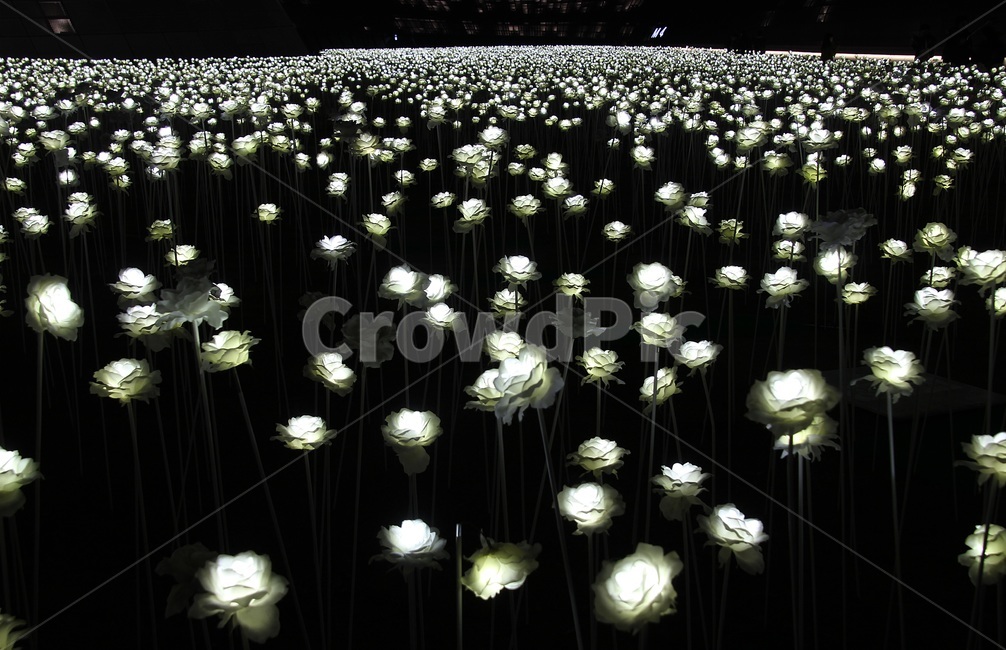led,장미,rose,밤,야경,led장미,ddp,조명,빛,야경,밤,풍경,nightscape,night,landscape