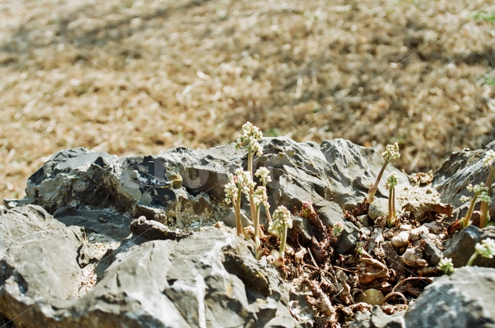 돌단풍,돌단풍꽃,야생돌단풍,꽃,야생화,필름사진,식물,자연,plants,nature