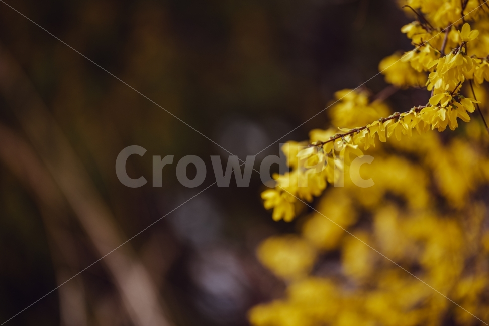 개나리,꽃,봄,노랑,노란,달력,식물,자연,plants,nature,봄,계절,spring,season,꽃,flower,plant