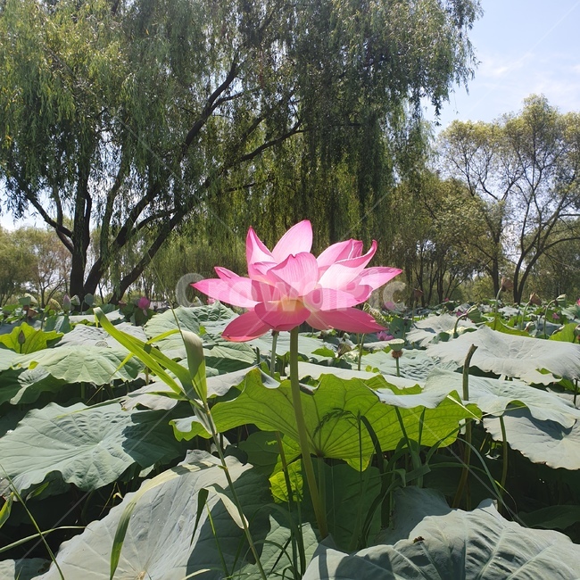 꽃,연꽃,flower,nature,자연
