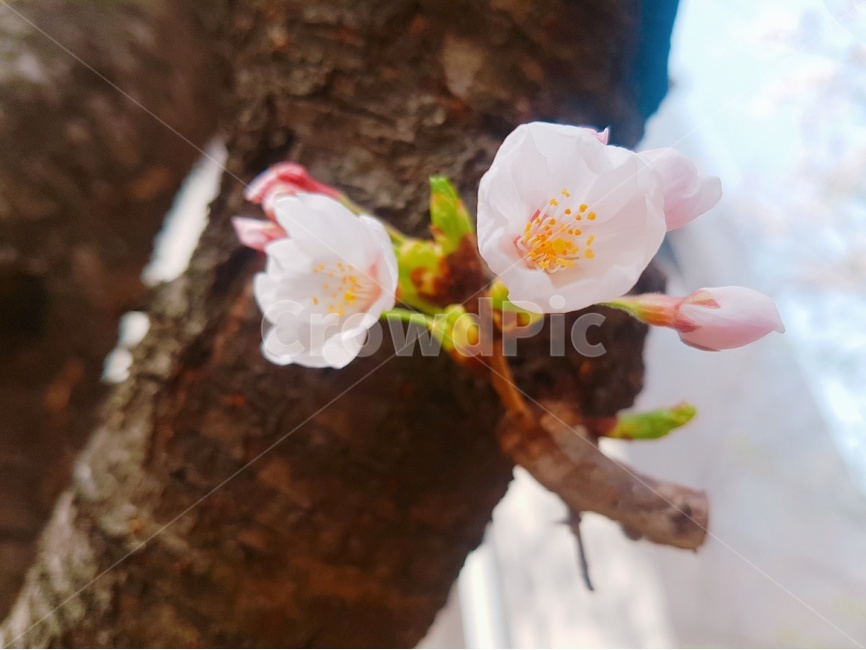 봄,벚꽃,나무,식물,꽃,봄,계절,spring,season,식물,자연,plants,nature,꽃,flower,plant