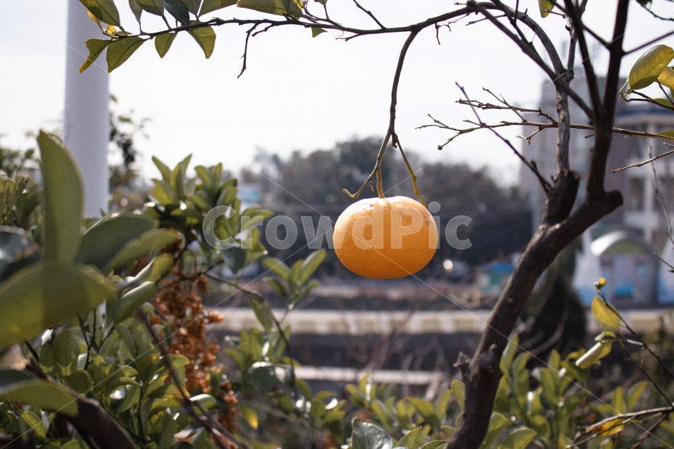 제주도,제주,귤나무,귤,서귀포,음식,식재료,요리,food,cook,meal,dishes,food reserves,과일,열매,fruit