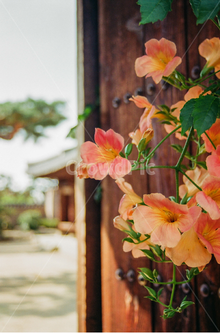 식물,flower,blossom,꽃,beauty,조화,한옥,식물,자연,plants,nature,꽃,flower