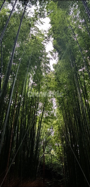 대나무숲,청량,푸른숲,산책,고요,나무숲,자연,풍경,nature,landscape,plant,식물