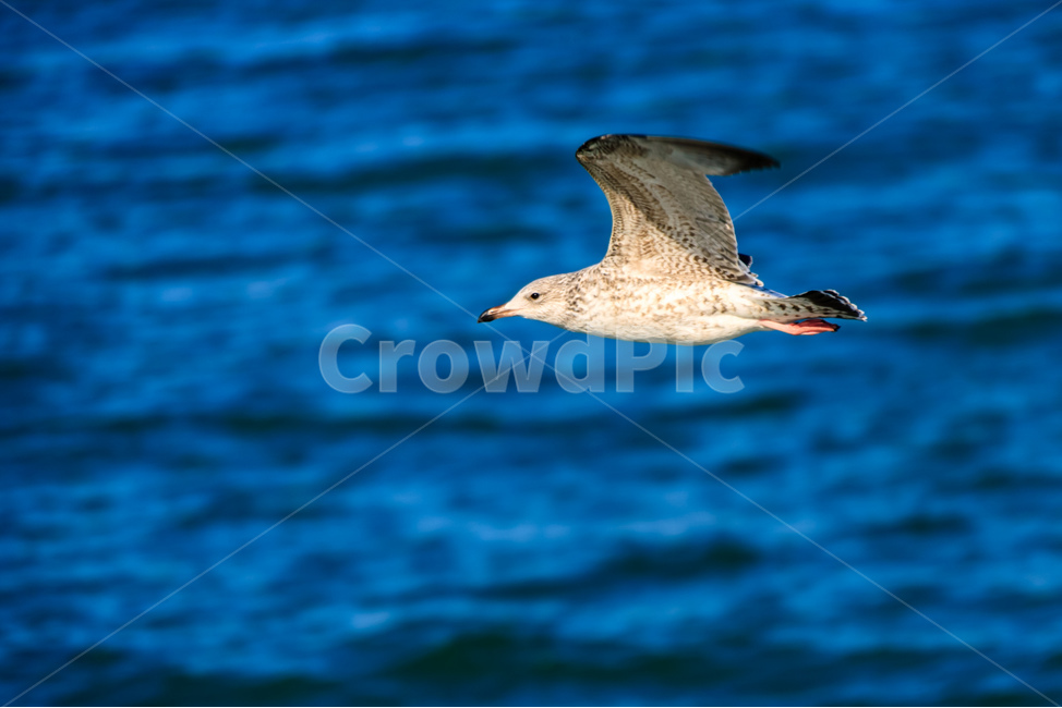 갈매기,바다,야생,새,조류,비행,날개,동물,animal,조류,새,birds