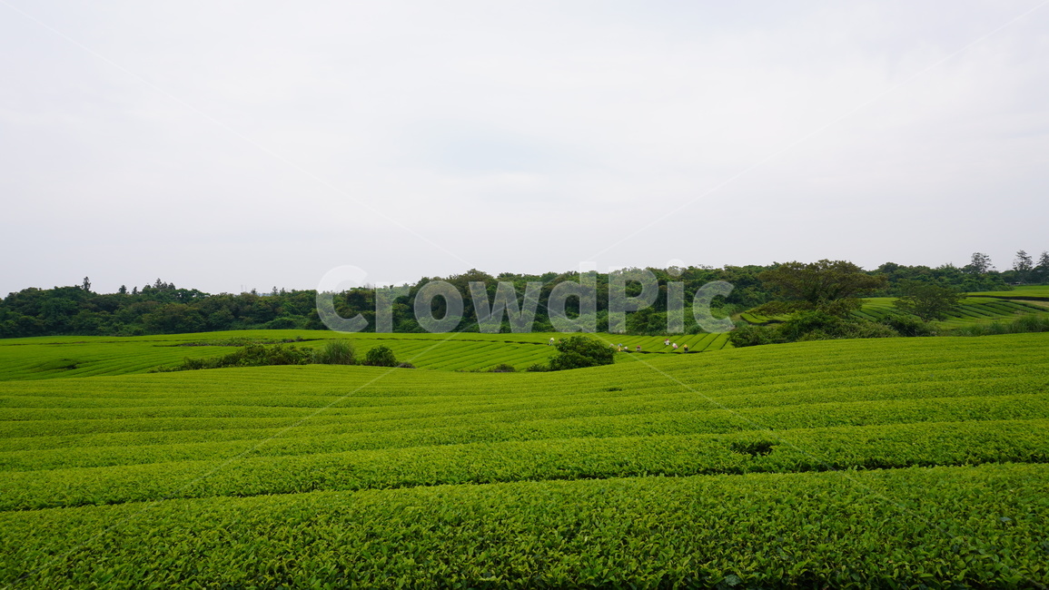 녹차,녹차밭,제주도,제주녹차,자연,자연,풍경,nature,landscape,농업,농사,agriculture,farming,farming industry