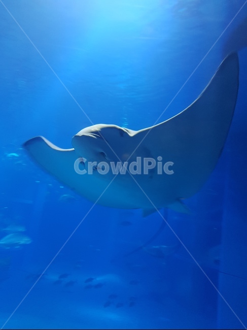 물고기,수조,바다,아쿠아리움,가오리,물,동물,어류