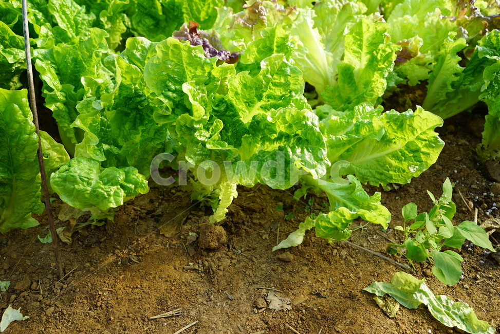 식물,상추,식품,야채,plant,채소,야채,vegetables