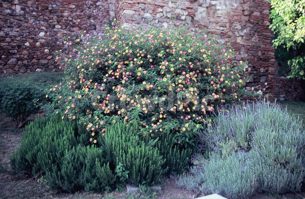 유럽,필름,풍경,스페인,꽃,자연,식물,자연,plants,nature