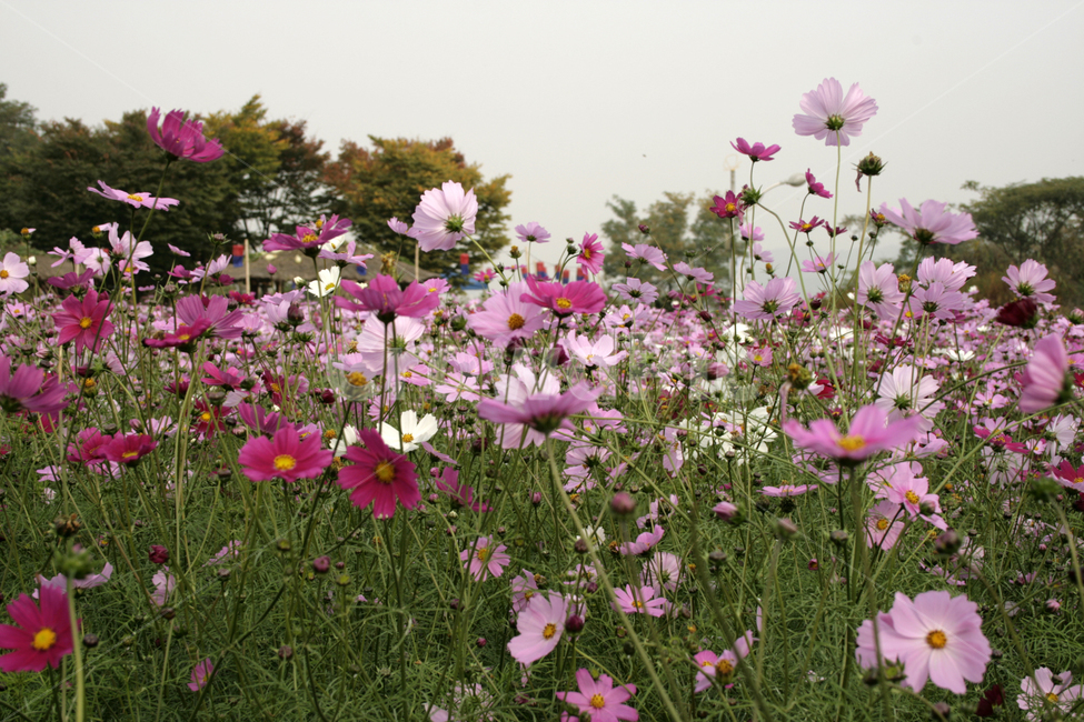 코스모스,가을,꽃,color,flower,가을,계절,fall,autumn,season,식물,자연,plants,nature,꽃,flower,geranium,제라늄,plant,blossom