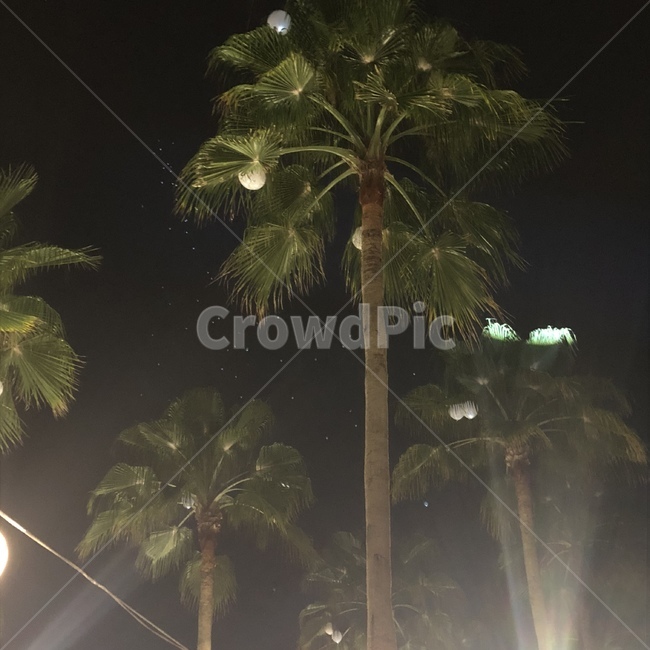tree,나무,palmtree,야자수,arecaceae,plant,식물,여름