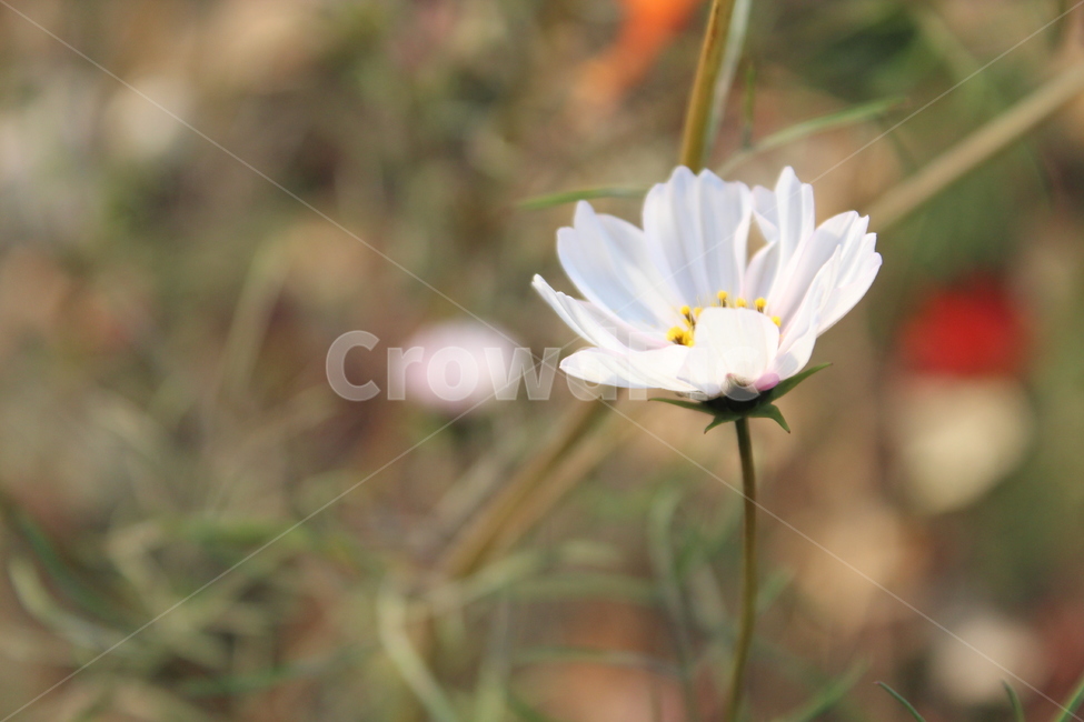식물,꽃,daisy,데이지,flower,blossom