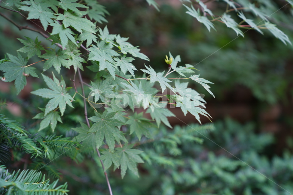 잎,초록단풍,식물,나무,단풍,식물,자연,plants,nature,나무,trees,wood