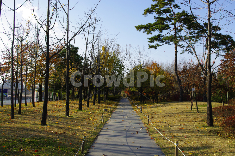 autumn,가을,나무,단풍,식물,길,가을,계절,fall,autumn,season,자연,풍경,nature,landscape,path,통로,tree,plant,sidewalk,보도,pavement,포장