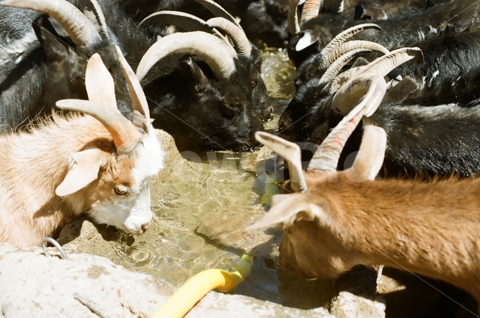 몽골,염소,물,여행,몽골여행,동물,animal,포유류,mammal