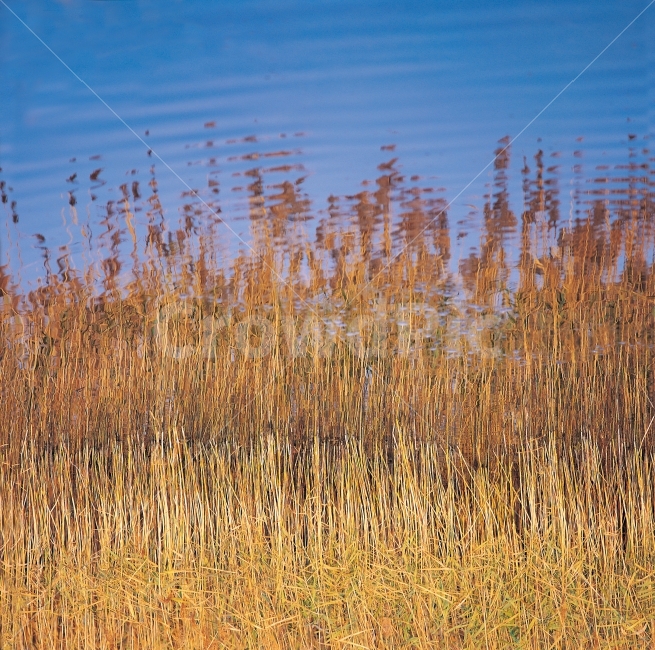 갈대,가을,자연풍경,반영,강,물결,배경,패턴,이미지,가을,계절,fall,autumn,season,식물,자연,plants,nature,grass,잔디,plant,lawn,reed