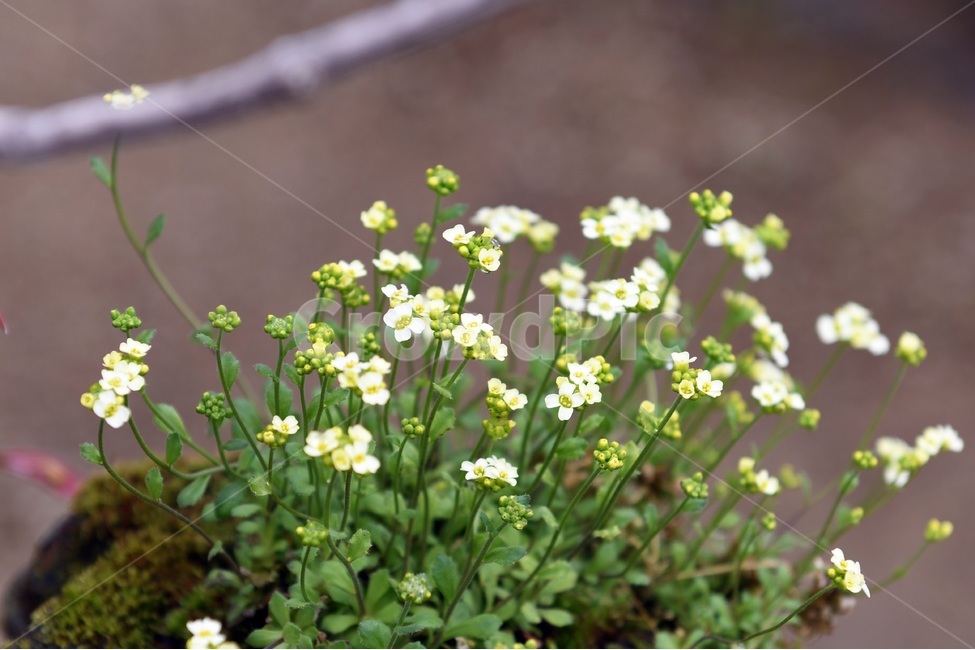 식물,꽃,감성사진,자연,flower,꽃사진,봄,봄꽃,계절,감성,4월,spring,힐링,자연풍경,풍경,봄,계절,spring,season,식물,자연,plants,nature,꽃,flower,plant,blossom