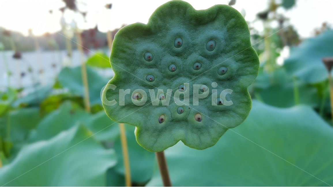 연밥,씨앗,여름,연못,식물,자연,초록,결실,꽃진자리,lotusseed,nature,plant,summer,수생식물,다년생,번식,생존,연꽃열매,연꽃씨앗,배경,배경이미지,배경화면,식물,자연,plants,nature