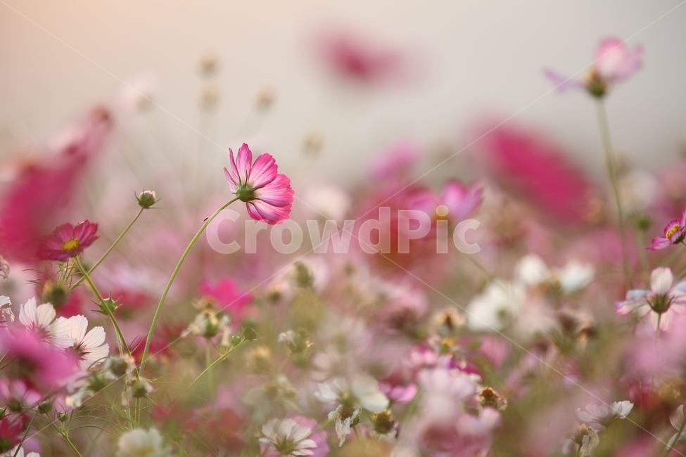 코스모스,코스모스꽃,야생화,가을꽃,분홍꽃,꽃밭,가을향기,comos,flower,autumn,fall,가을,계절,fall,autumn,season,식물,자연,plants,nature,꽃,flower,geranium,제라늄,blossom,plant